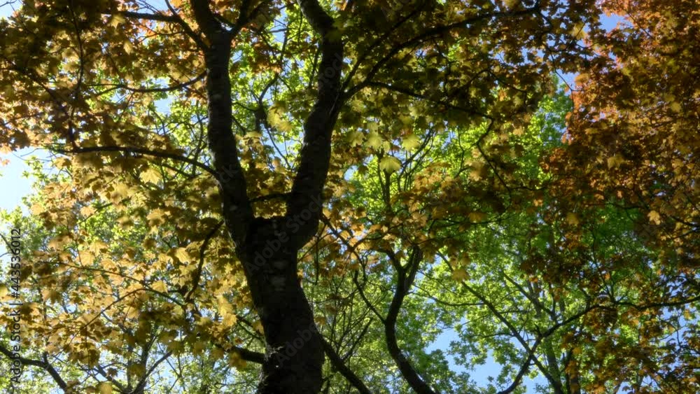 Green and Orange Treetops, Sweden, wide low angle handheld shot Green and Orange Treetops, Sweden, wide low angle handheld shot