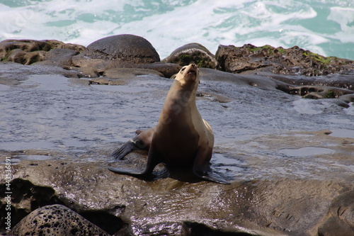 sea lion on rock cliff