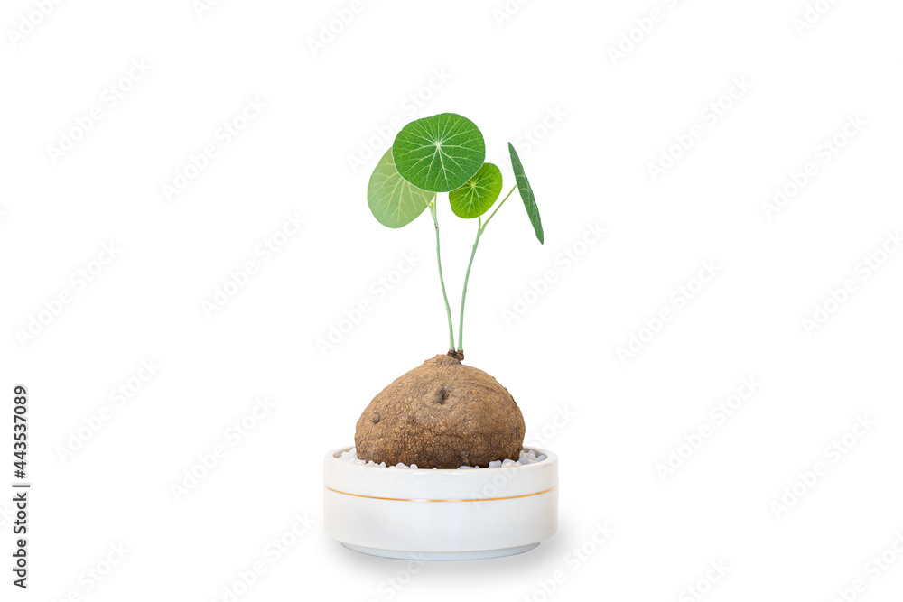 Isolated with clipping path of a beautiful Stephania Erecta Craib close up. Isolated with clipping path of a beautiful Stephania Erecta Craib close up.