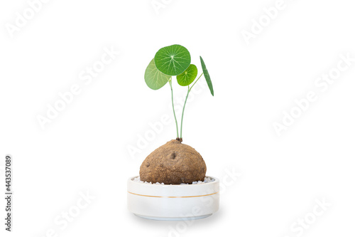 Isolated with clipping path of a beautiful Stephania Erecta Craib close up.  photo