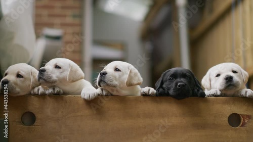 Labrador puppies over the fence photo