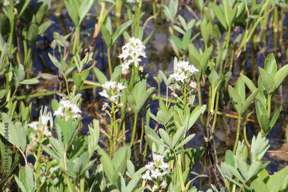 Fototapeta premium Life Growing On The Water, Jasper National Park, Alberta