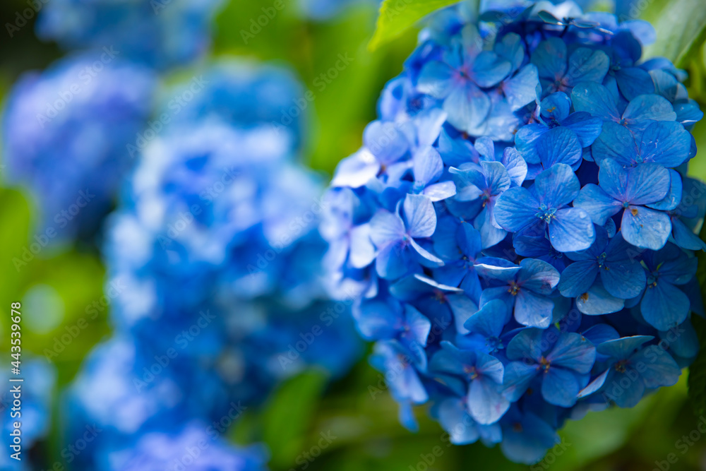 Hydrangea flower at the garden in Japan rainy day closeup Hydrangea flower at the garden in Japan rainy day closeup
