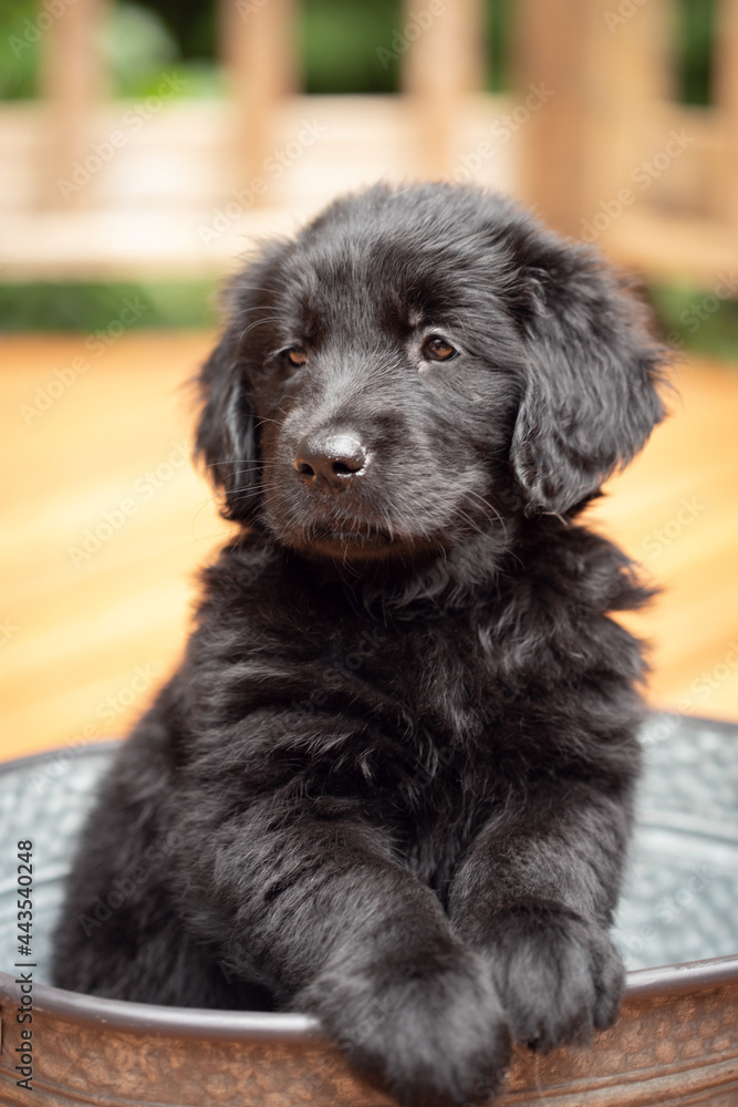 black labrador puppy