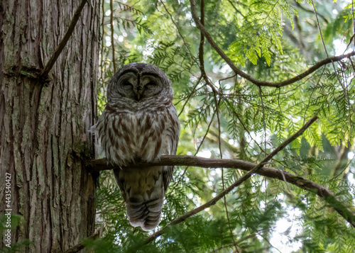 Barred Owl in Tree in Kirkland Washington