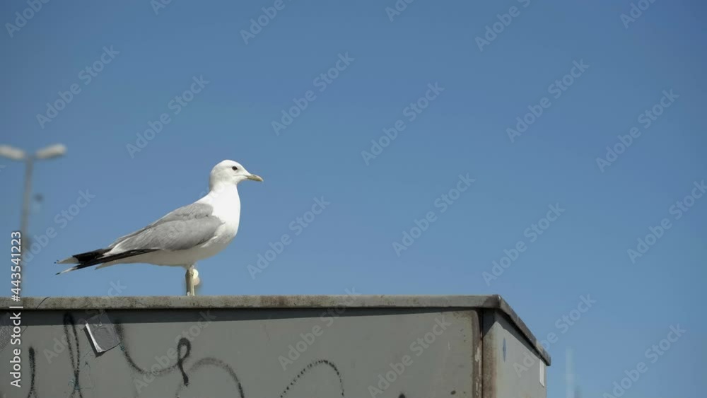 Seagull standing and another one is flying by. Seagull standing and another one is flying by.