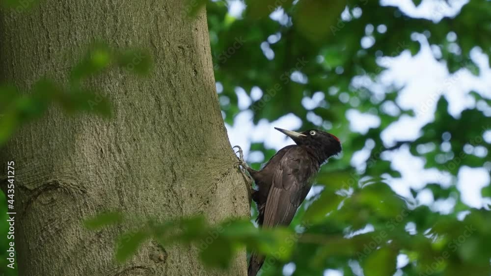 Woodpecker Perching On A Tree Trunk In The Forest - low angle shot Woodpecker Perching On A Tree Trunk In The Forest - low angle shot