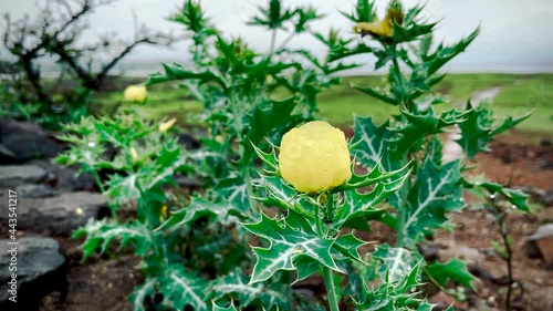 Beautiful Yellow Mexican Poppy Flower After The Rain In Western Ghats, India. close up photo