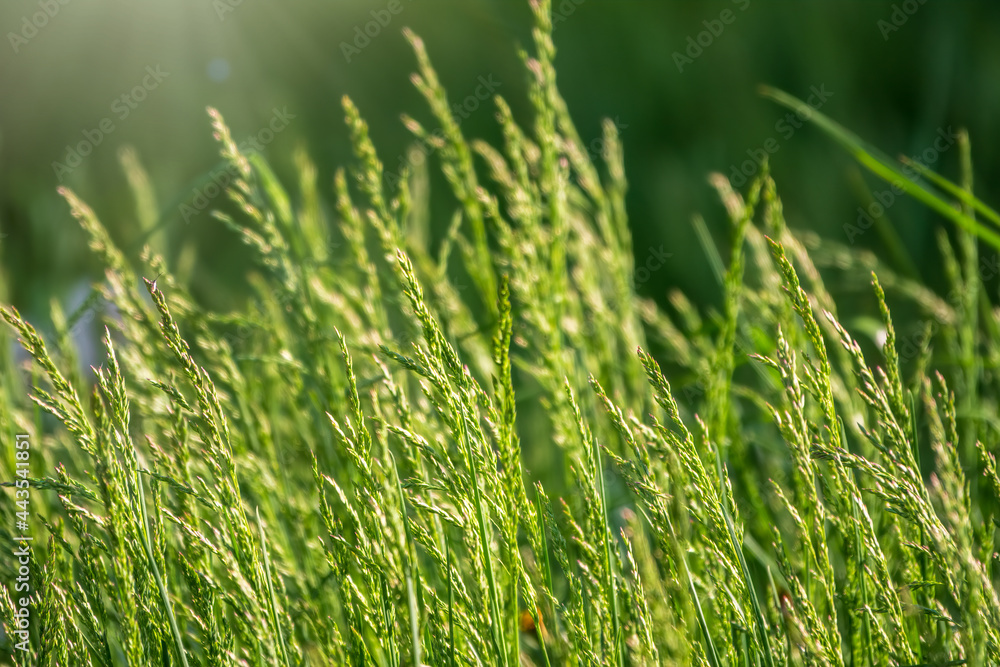 Obraz premium Blur green grass, green lawn pattern textured background.