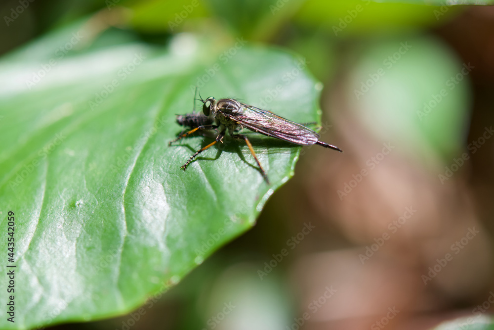 Robby fly facing to left is sucking up the body fluid of a small fly. Robby fly facing to left is sucking up the body fluid of a small fly.