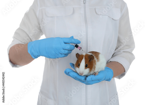 Scientist with syringe and guinea pig on white background, closeup. Animal testing concept
