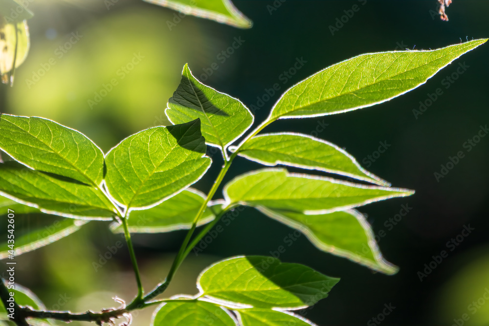 Obraz premium Green bushes with young leaves in the sunset