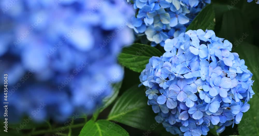 Hydrangea flower at the garden in Japan rainy day closeup focusing Hydrangea flower at the garden in Japan rainy day closeup focusing