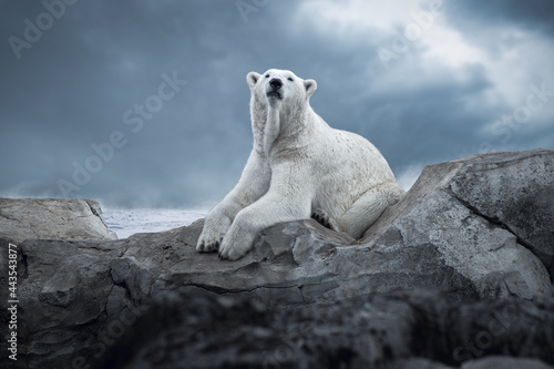 Eisbär in der Antasktis 