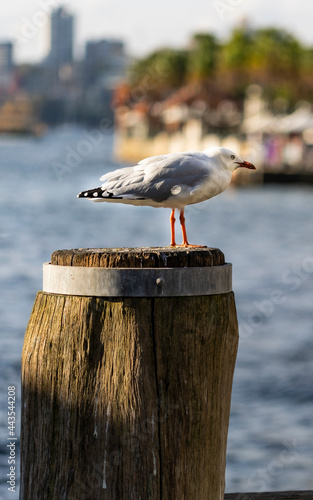 Seagull