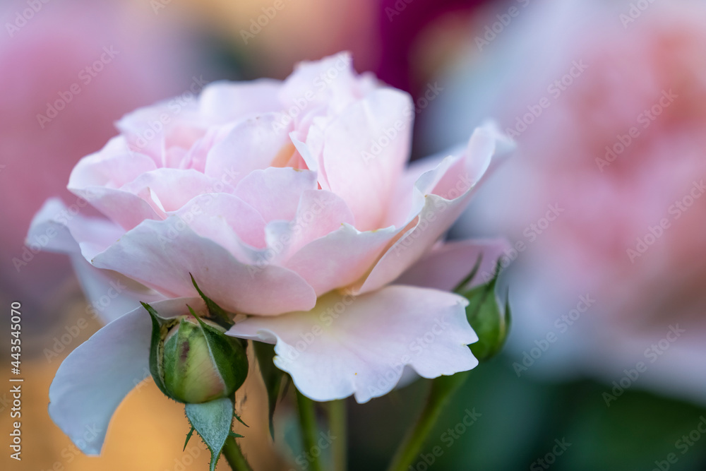 eine blühende rosa farbene Rose