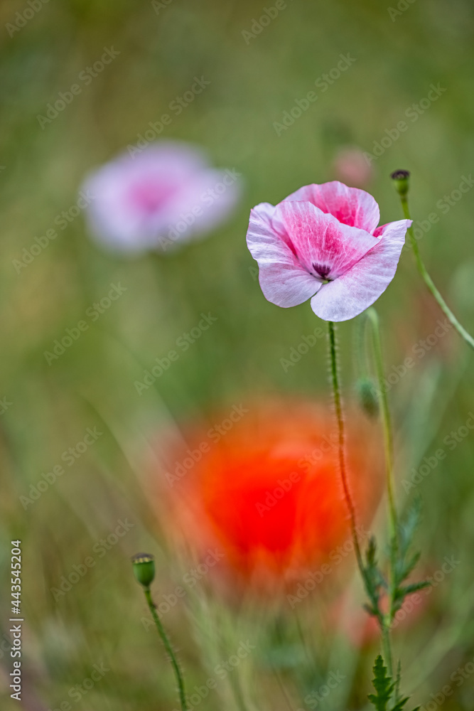 Obraz premium eine einzelne lila farbene Mohnblume in einer grünen Wiese