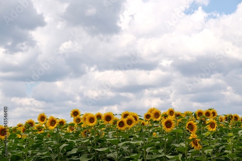 field of sunflowers