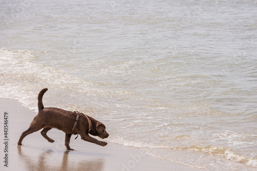 Ein junger brauner Labrador am Strand von Sylt © Sascha