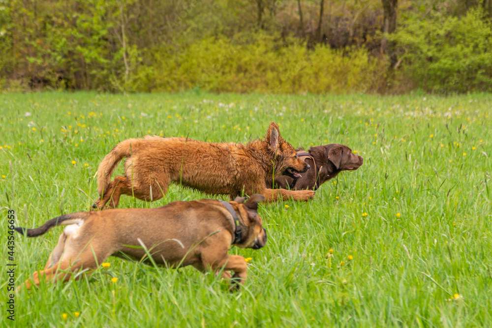 Junge Hunde am spielen auf grünen Rasen Junge Hunde am spielen auf grünen Rasen