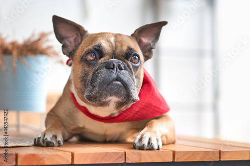 Curious French Bulldog dog with pointy ears wearing a red neckerchief while lying down © Firn