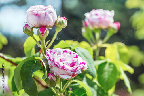 Hybrid tea rose 