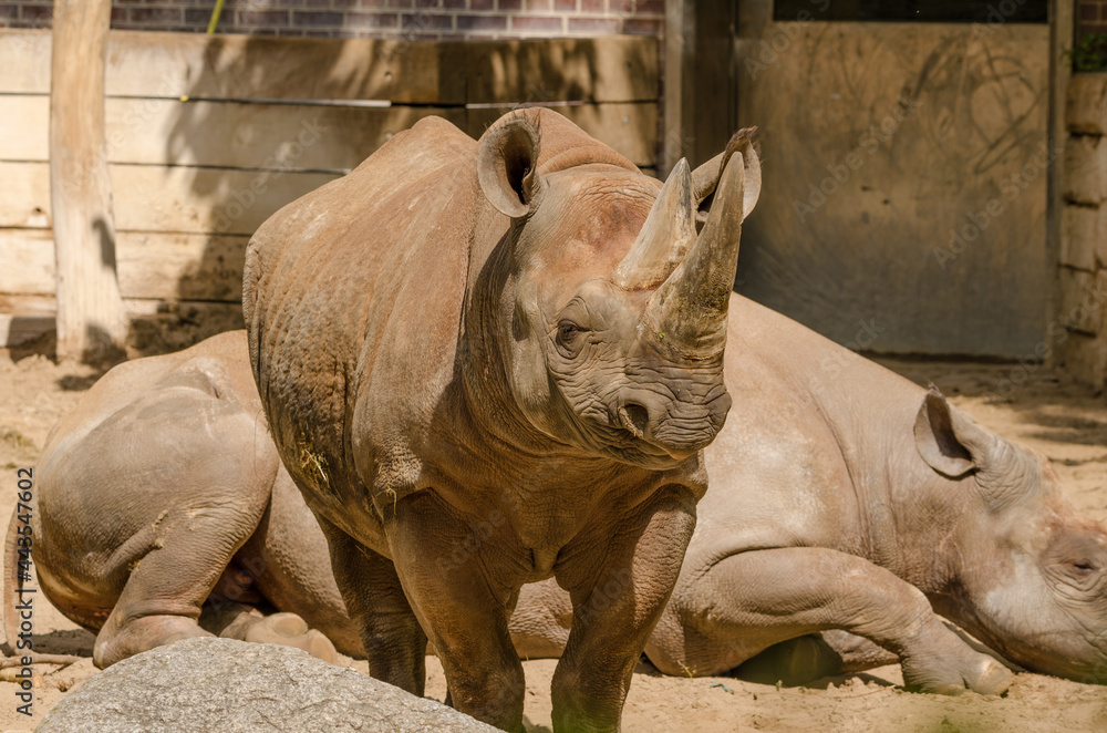 Fototapeta premium Nashörner im Zoo
