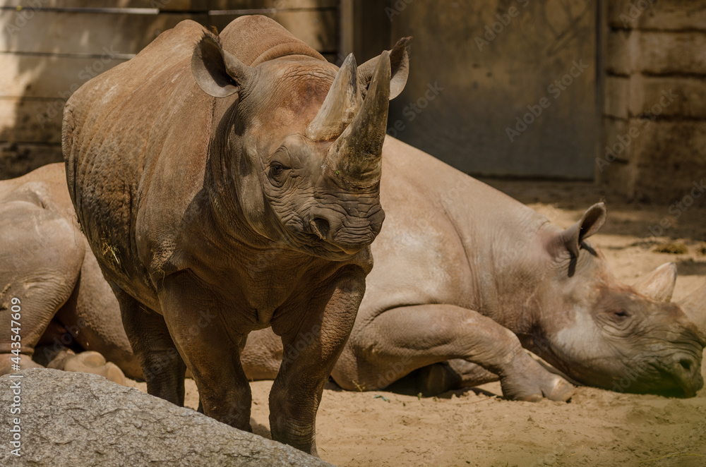 Fototapeta premium Nashörner im Zoo