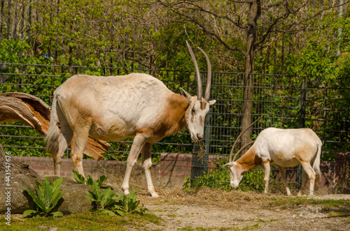 Gazelle / Antilope im Zoo