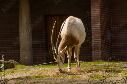 Gazelle / Antilope im Zoo photo