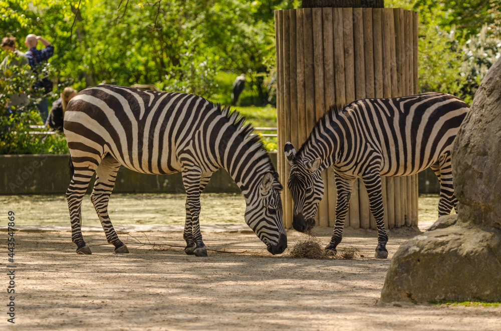 Obraz premium Zebra im Zoo