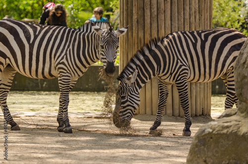 Zebra im Zoo