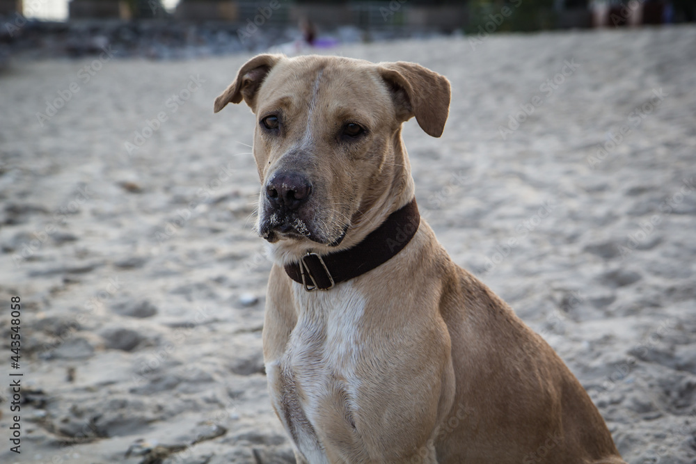 The beach dog The beach dog
