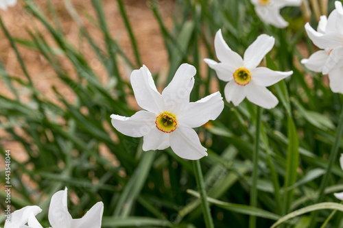 Narcissus poeticus ssp. poeticus poet's daffodil flower detail 2 photo