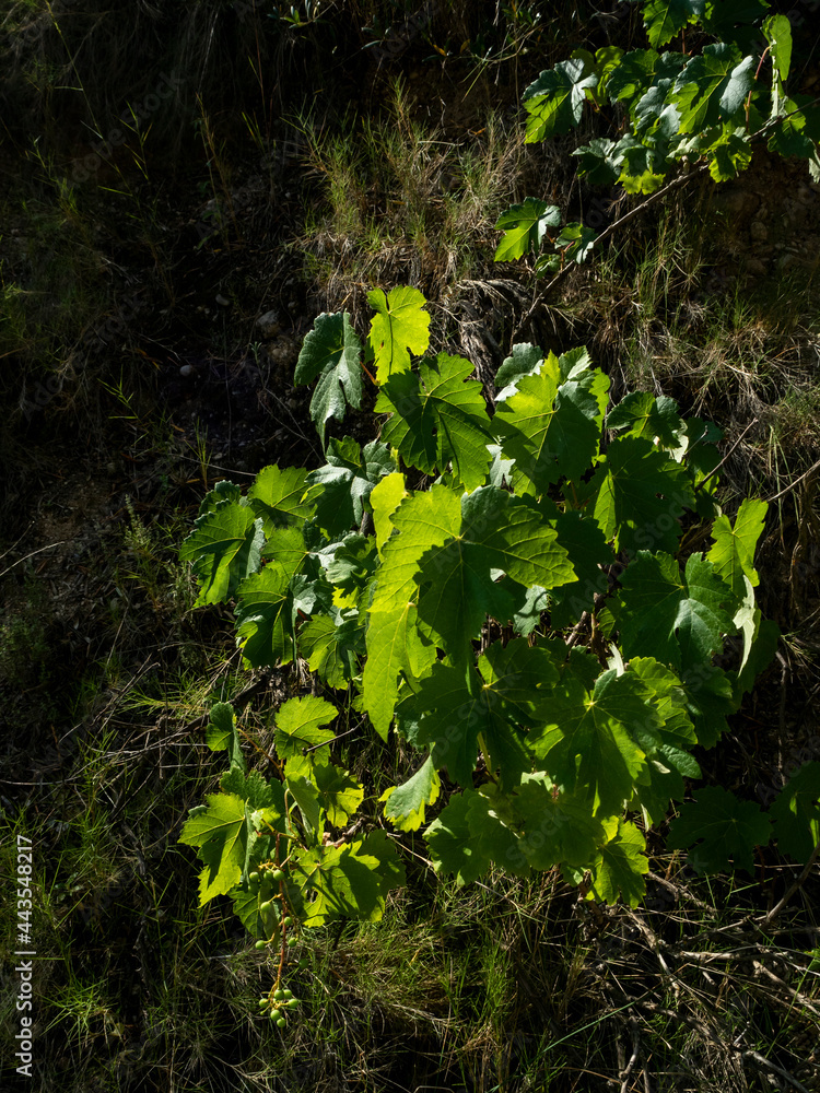 Fototapeta premium backlit grape leaves in the middle of nowhere