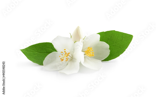 Beautiful flowers of jasmine plant with leaves on white background