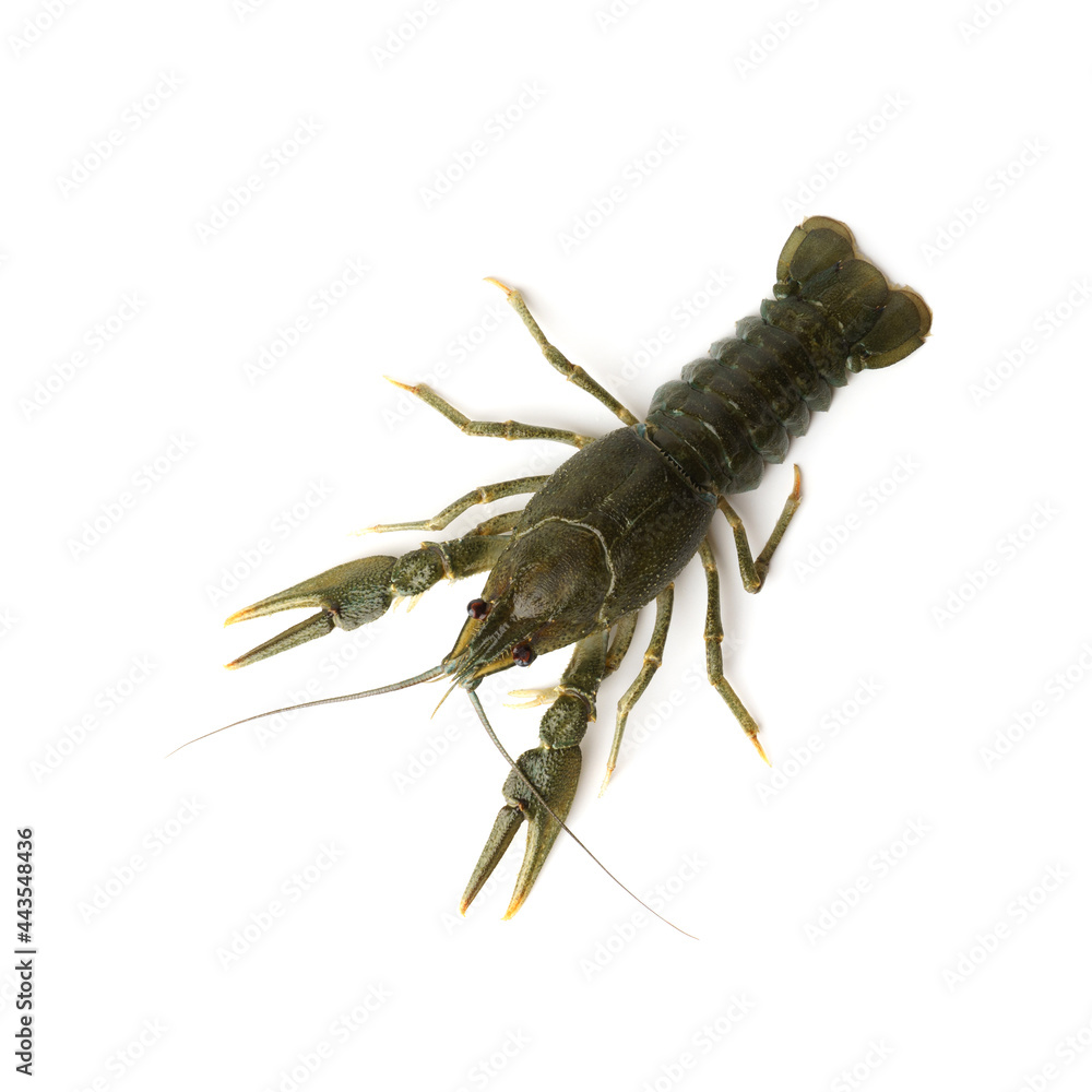 fresh raw crayfish isolated on white. river live crayfish fresh raw crayfish isolated on white. river live crayfish