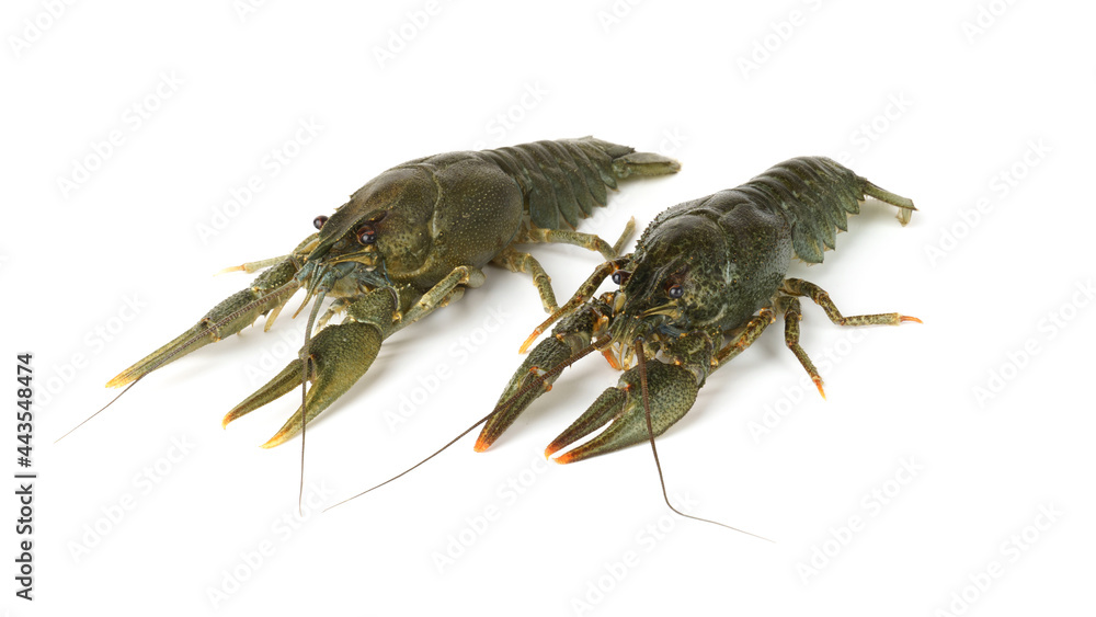 fresh raw crayfish isolated on white. two live crayfish fresh raw crayfish isolated on white. two live crayfish
