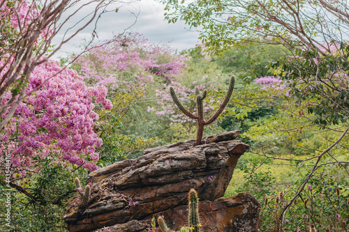Árvore de Ipê Rosa Brasileiro / Flores de Ipê Rosa / Paisagem Caatinga / Cactos / Mandacaru nordestino photo