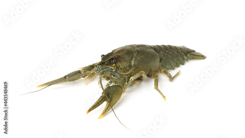 fresh raw crayfish isolated on white. river live crayfish