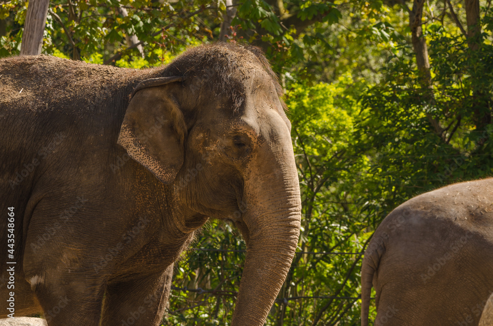 Fototapeta premium Elefant im Zoo