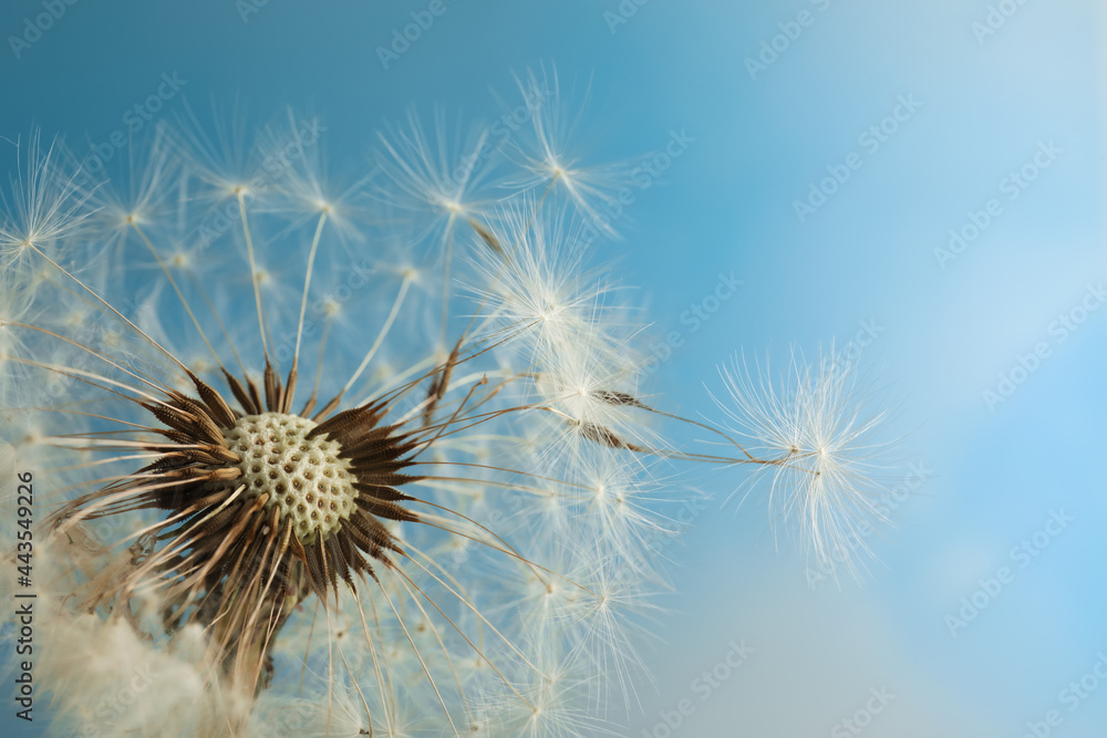 Fototapeta premium Beautiful dandelion flower on light blue background, closeup. Space for text