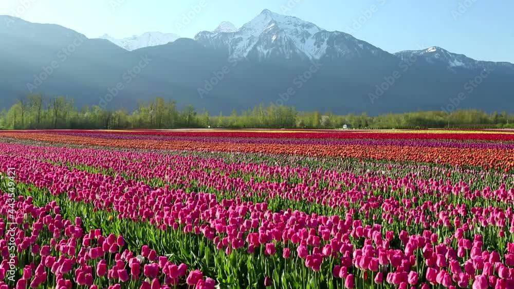Cultivated Tulip Field Fraser Valley British Columbia Cultivated Tulip Field Fraser Valley British Columbia
