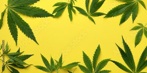Cannabis leaves on yellow background  space for text