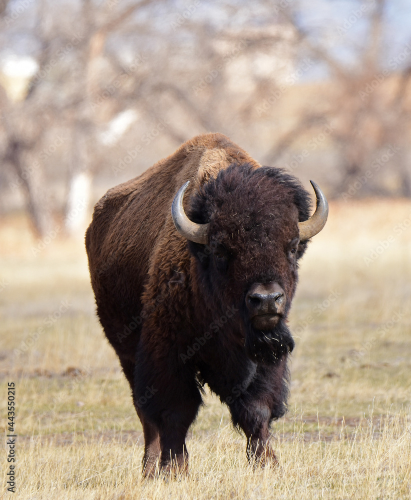 american bison  standing in a field along the wildlife drive in the rocky mountain arsenal wildlife refuge in early spring in commerce city,  near denver, colorado