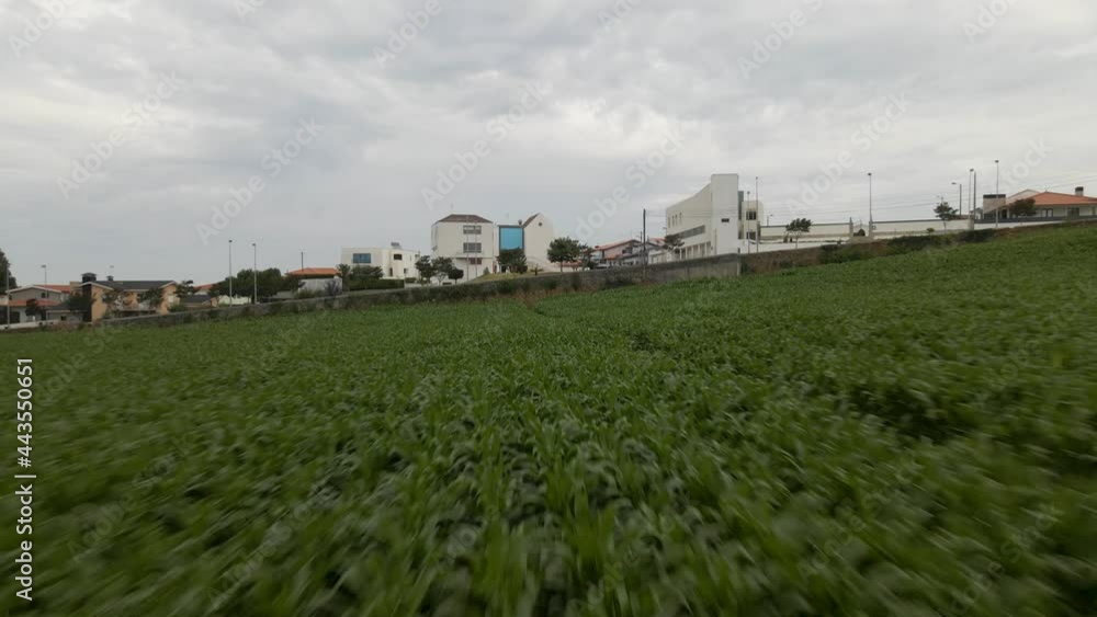 Flying over a corn field with buildings behind the wall. 4K aerial Drone footage flying close to the field Flying over a corn field with buildings behind the wall. 4K aerial Drone footage flying close to the field
