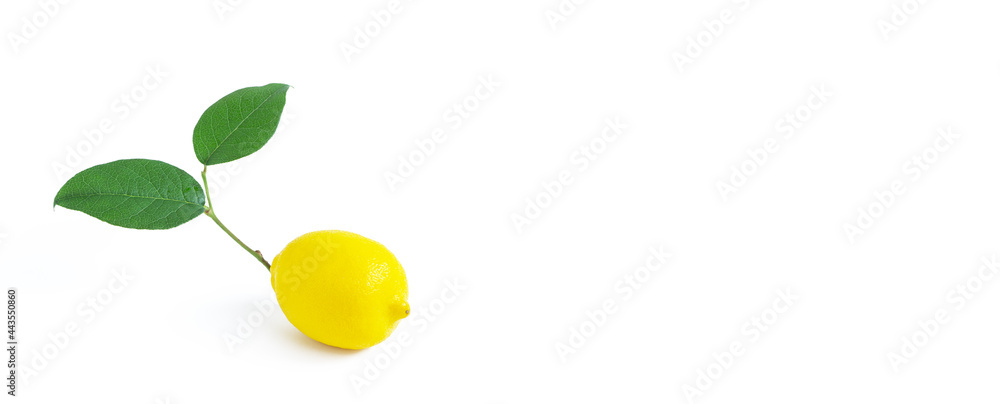 Obraz premium Lemon with branches. 枝つきレモン