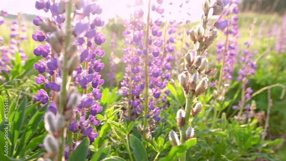 Beautiful Purple Flowers, Lupin on the field, in the meadow in the afternoon in the sunlight. High quality FullHD footage Beautiful Purple Flowers, Lupin on the field, in the meadow in the afternoon in the sunlight. High quality FullHD footage