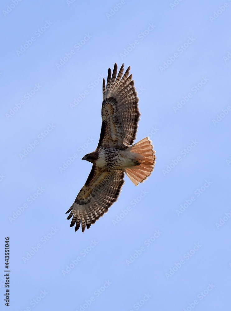 Fototapeta premium close up of red-tailed hawk soaring against a blue sky in an open space in broomfield, colorado