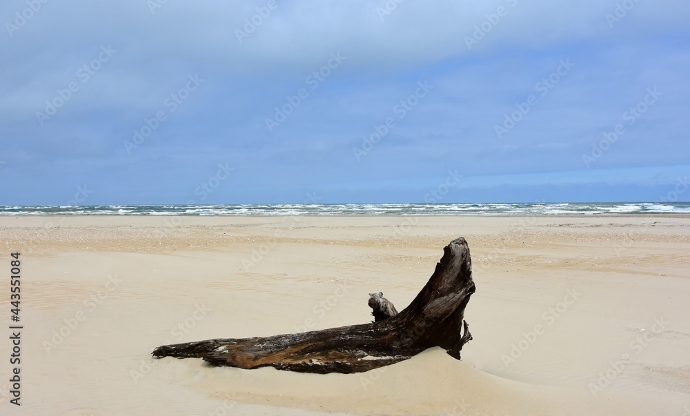 picturesque driftwood  on a sunny spring day on  pea isiand beach  in the outer banks of north carolina